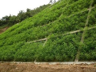 亳州附近生态植生袋厂家--斜坡绿化