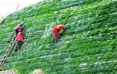 阳泉询价三维网垫厂家--护坡种草