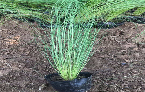 衢州高品质白晶菊育苗基地